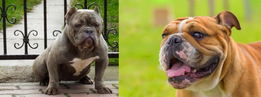 Miniature English Bulldog vs American Bully - Breed Comparison