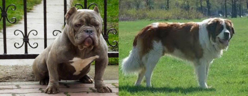 Moscow Watchdog vs American Bully - Breed Comparison
