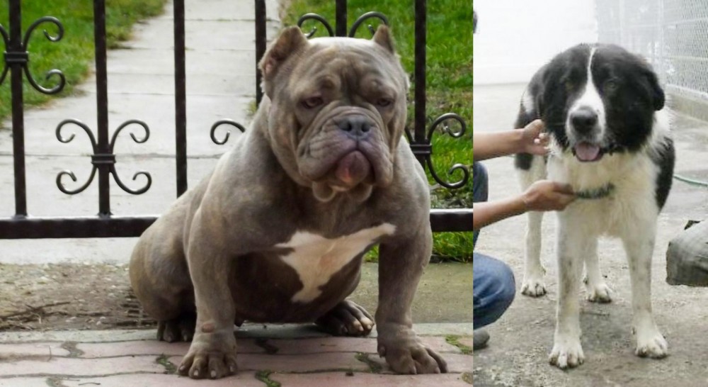 Mucuchies vs American Bully - Breed Comparison