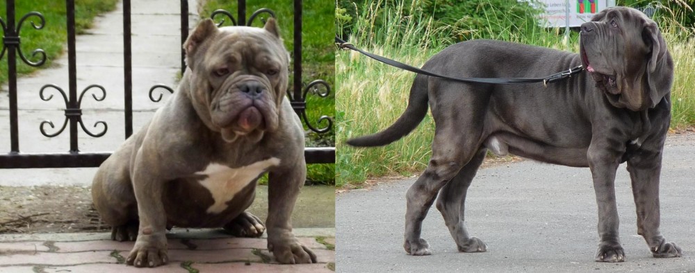 Neapolitan Mastiff vs American Bully - Breed Comparison
