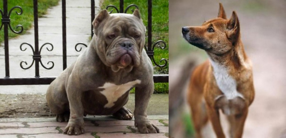 New Guinea Singing Dog vs American Bully - Breed Comparison