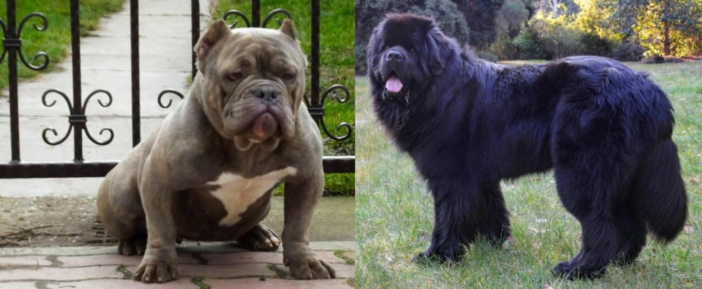 Newfoundland Dog vs American Bully - Breed Comparison