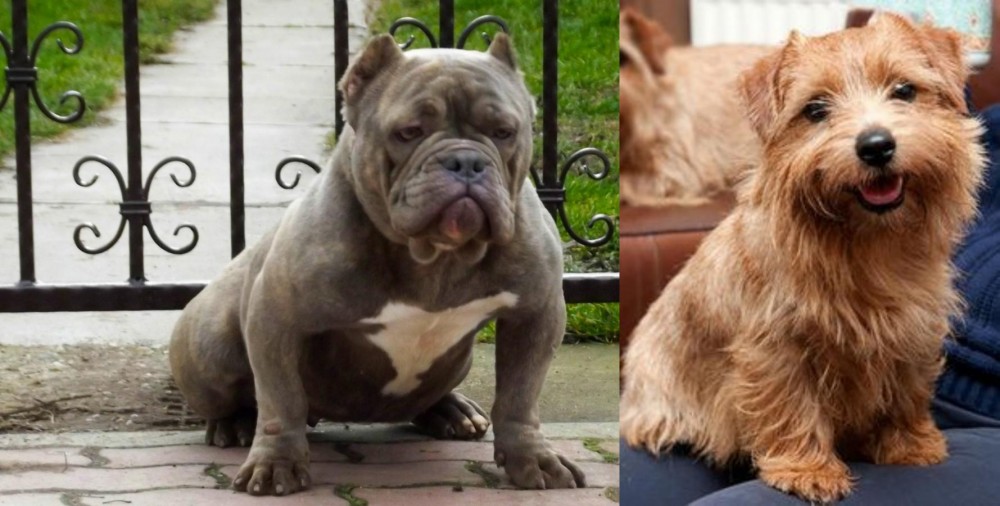 Norfolk Terrier vs American Bully - Breed Comparison