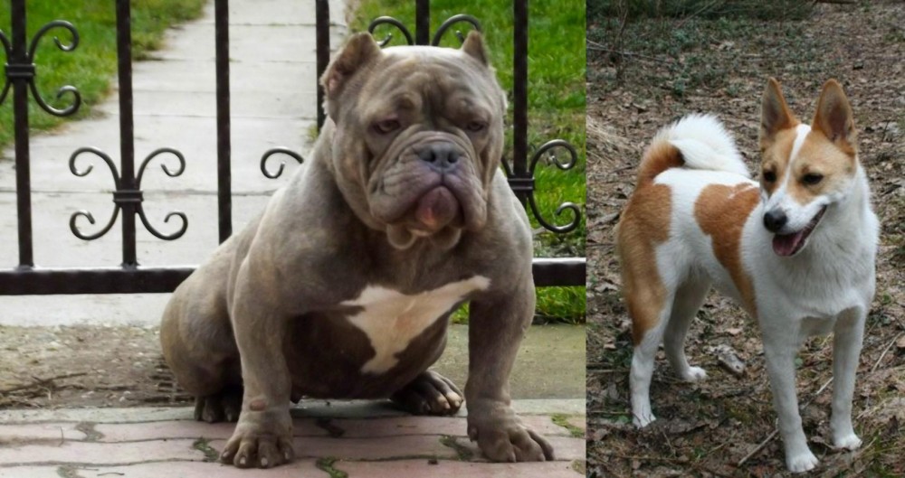 Norrbottenspets vs American Bully - Breed Comparison