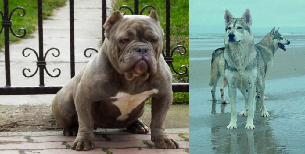 Northern Inuit Dog vs American Bully - Breed Comparison