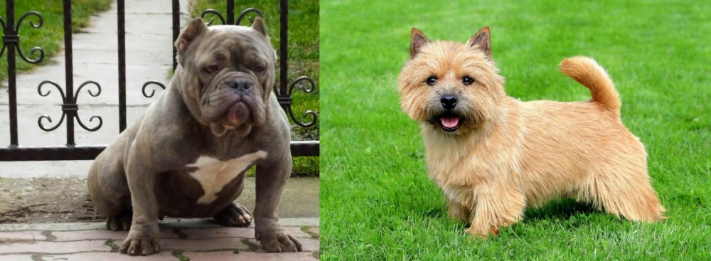 Norwich Terrier vs American Bully - Breed Comparison