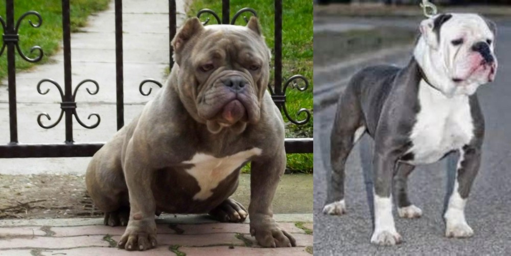 Old English Bulldog vs American Bully - Breed Comparison