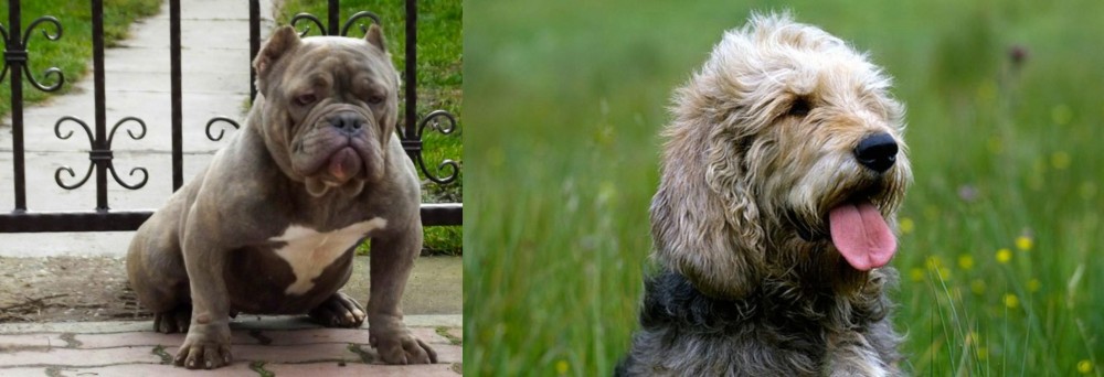 Otterhound vs American Bully - Breed Comparison