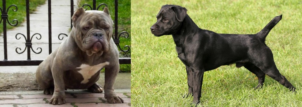 Patterdale Terrier vs American Bully - Breed Comparison