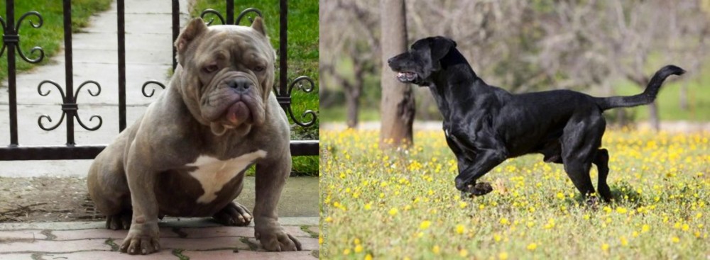 Perro de Pastor Mallorquin vs American Bully - Breed Comparison