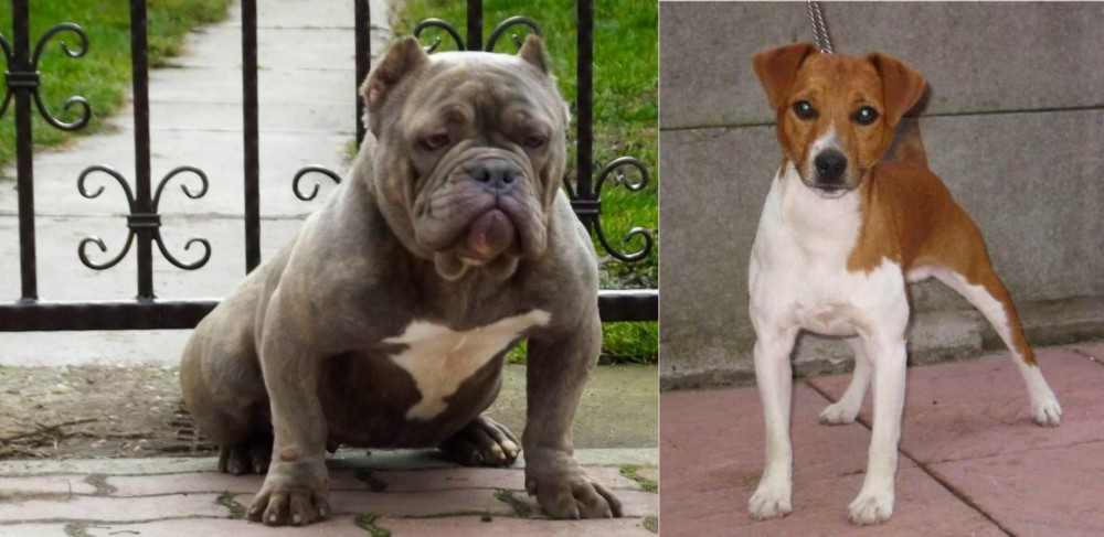 Plummer Terrier vs American Bully - Breed Comparison