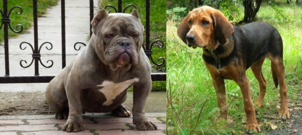 Polish Hound vs American Bully - Breed Comparison