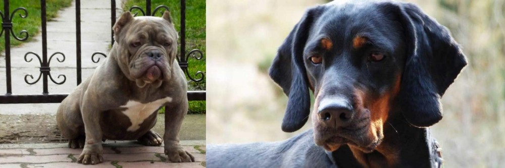 Polish Hunting Dog vs American Bully - Breed Comparison