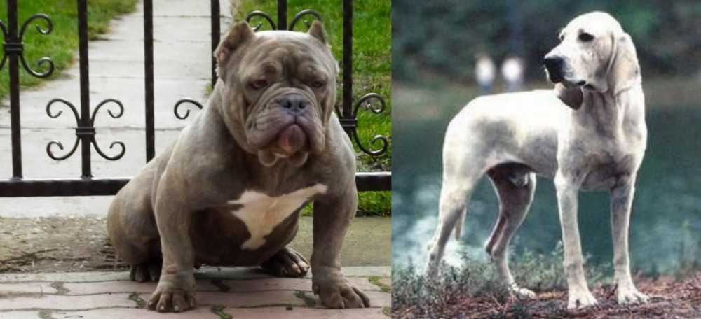 Porcelaine vs American Bully - Breed Comparison
