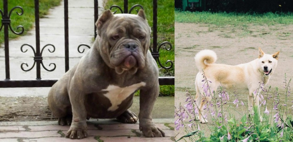 Pungsan Dog vs American Bully - Breed Comparison