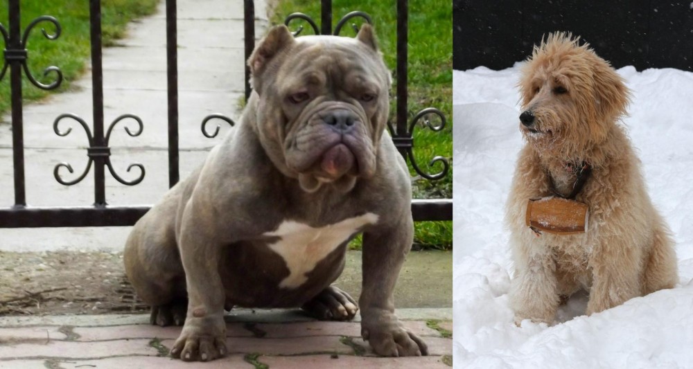 Pyredoodle vs American Bully - Breed Comparison