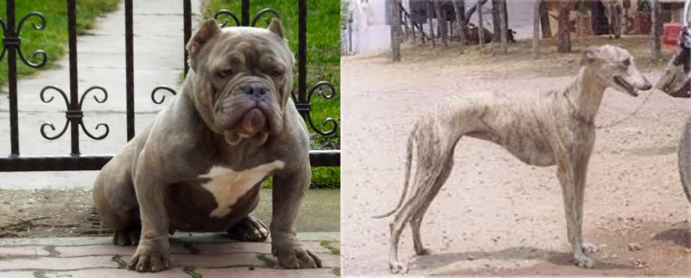 Rampur Greyhound vs American Bully - Breed Comparison
