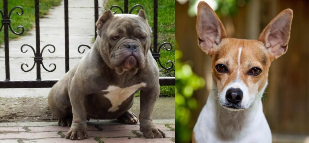 Rat Terrier vs American Bully - Breed Comparison