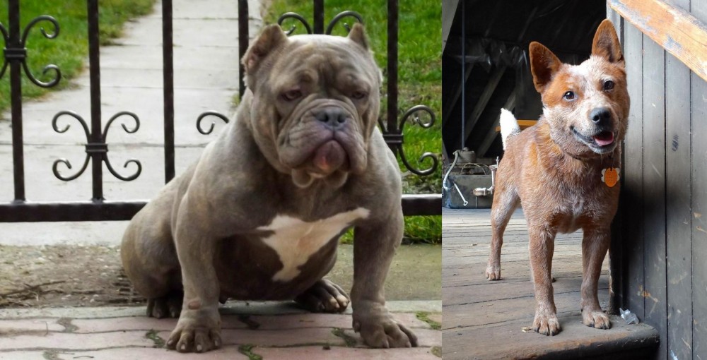 Red Heeler vs American Bully - Breed Comparison