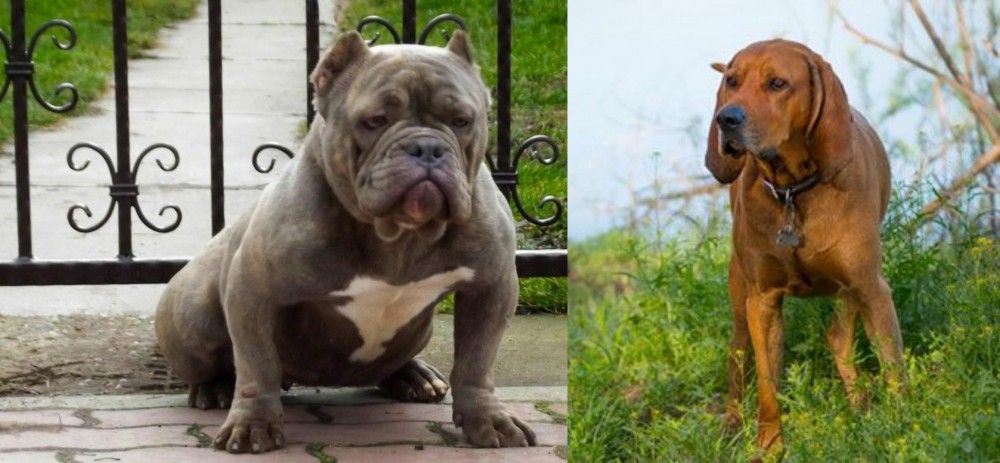 Redbone Coonhound vs American Bully - Breed Comparison