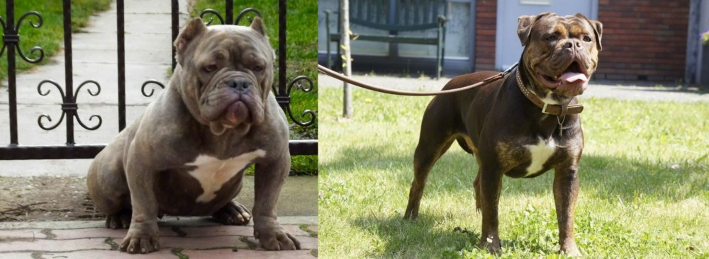 Renascence Bulldogge vs American Bully - Breed Comparison