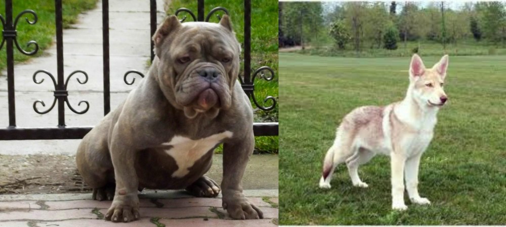 Saarlooswolfhond vs American Bully - Breed Comparison