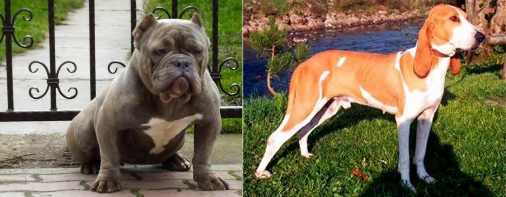 Schweizer Laufhund vs American Bully - Breed Comparison
