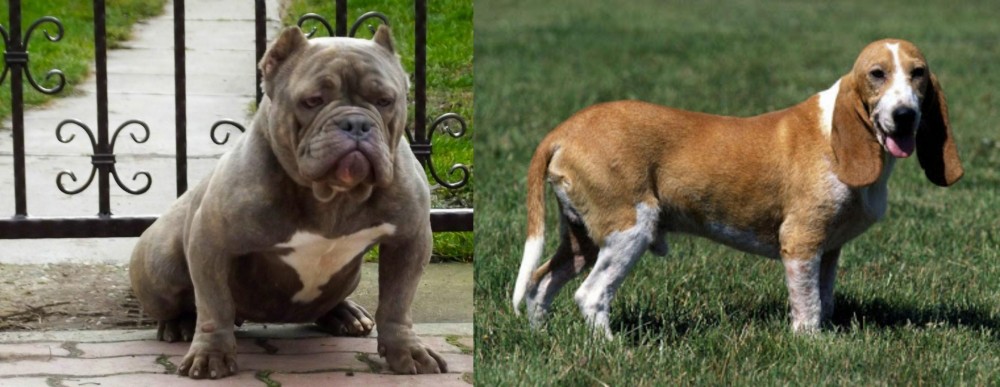 Schweizer Niederlaufhund vs American Bully - Breed Comparison