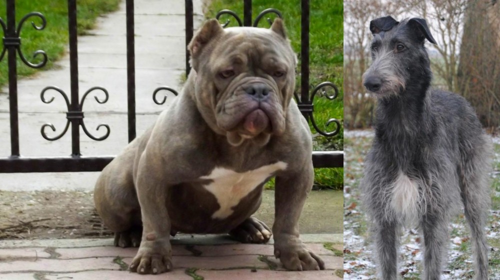 Scottish Deerhound vs American Bully - Breed Comparison