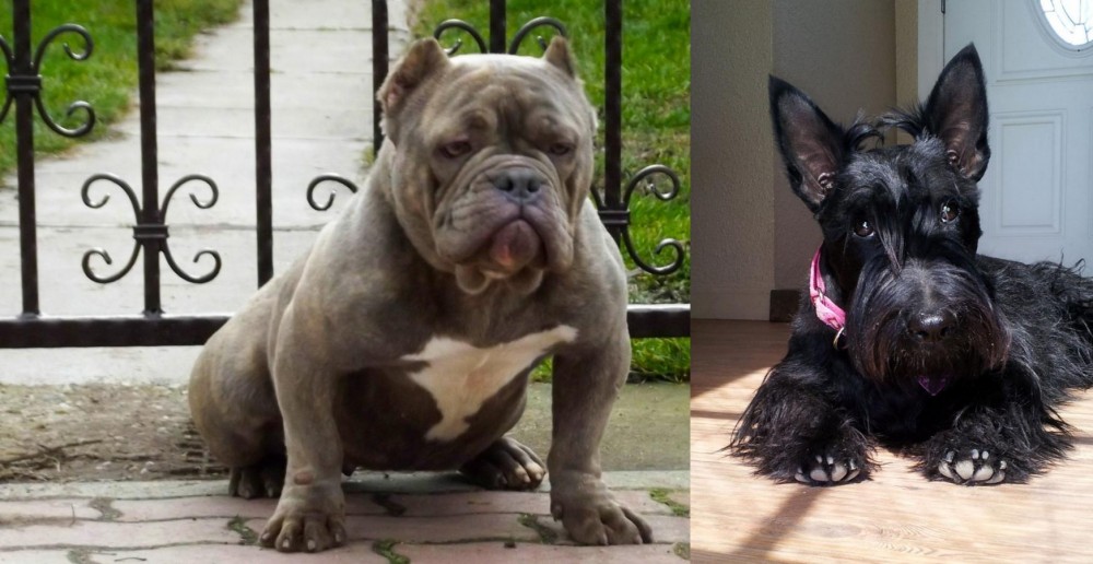 Scottish Terrier vs American Bully - Breed Comparison