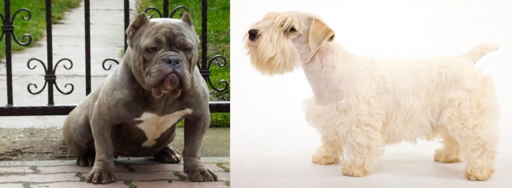 Sealyham Terrier vs American Bully - Breed Comparison