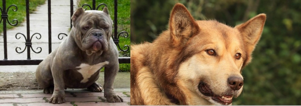 Seppala Siberian Sleddog vs American Bully - Breed Comparison