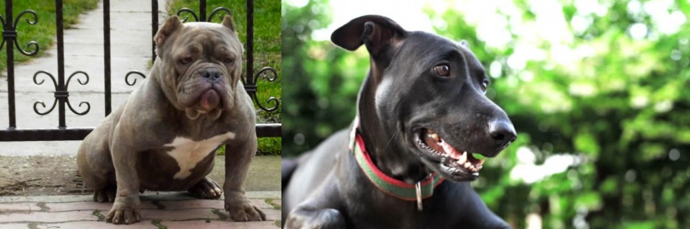 Shepard Labrador vs American Bully - Breed Comparison