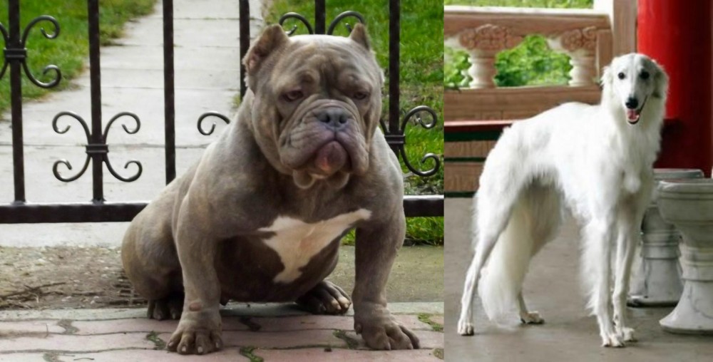 Silken Windhound vs American Bully - Breed Comparison