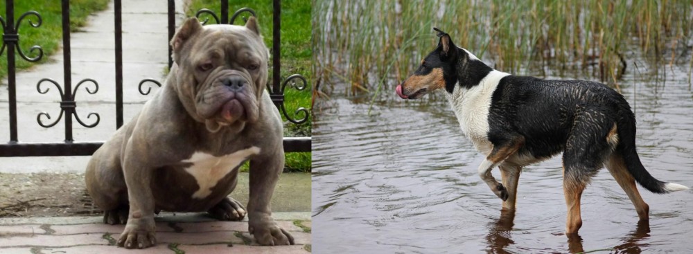 Smooth Collie vs American Bully - Breed Comparison