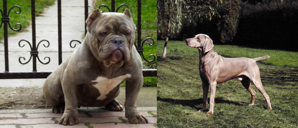 Smooth Haired Weimaraner vs American Bully - Breed Comparison