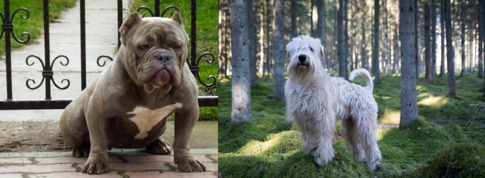 Soft-Coated Wheaten Terrier vs American Bully - Breed Comparison