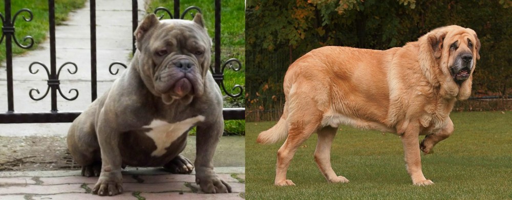 Spanish Mastiff vs American Bully - Breed Comparison