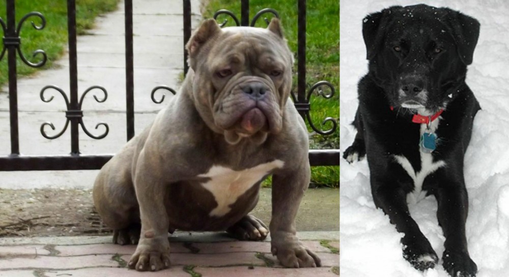 St. John's Water Dog vs American Bully - Breed Comparison
