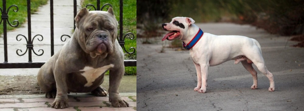 Staffordshire Bull Terrier vs American Bully - Breed Comparison