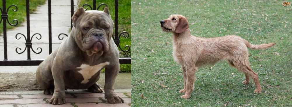 Styrian Coarse Haired Hound vs American Bully - Breed Comparison