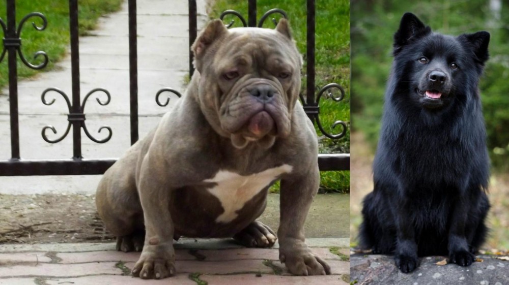 Swedish Lapphund vs American Bully - Breed Comparison