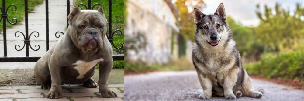 Swedish Vallhund vs American Bully - Breed Comparison
