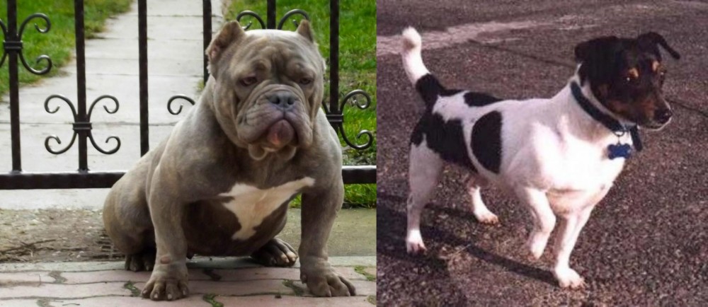 Teddy Roosevelt Terrier vs American Bully - Breed Comparison