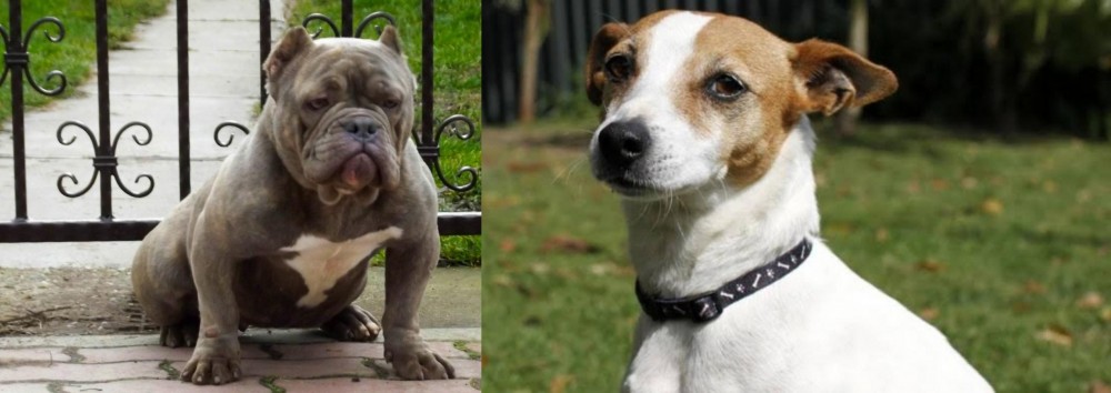 Tenterfield Terrier vs American Bully - Breed Comparison