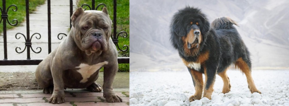 Tibetan Mastiff vs American Bully - Breed Comparison