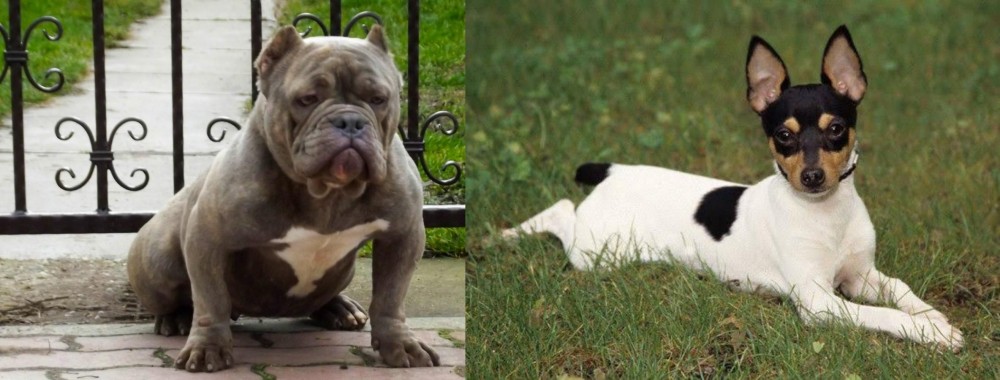 Toy Fox Terrier vs American Bully - Breed Comparison