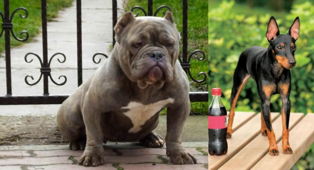Toy Manchester Terrier vs American Bully - Breed Comparison