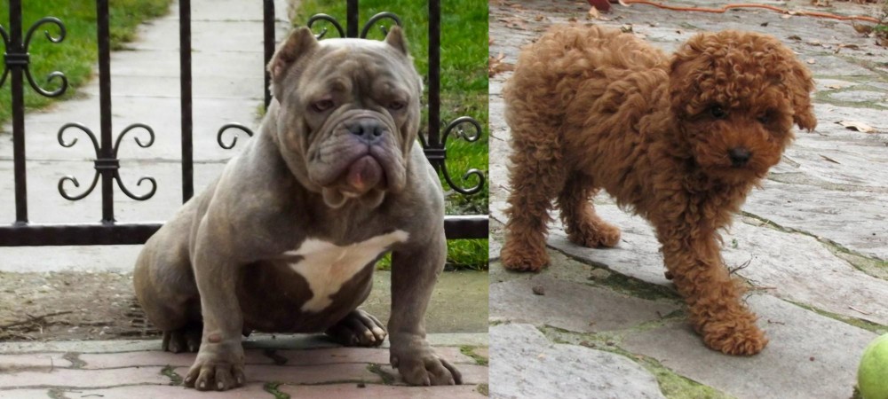 Toy Poodle vs American Bully - Breed Comparison