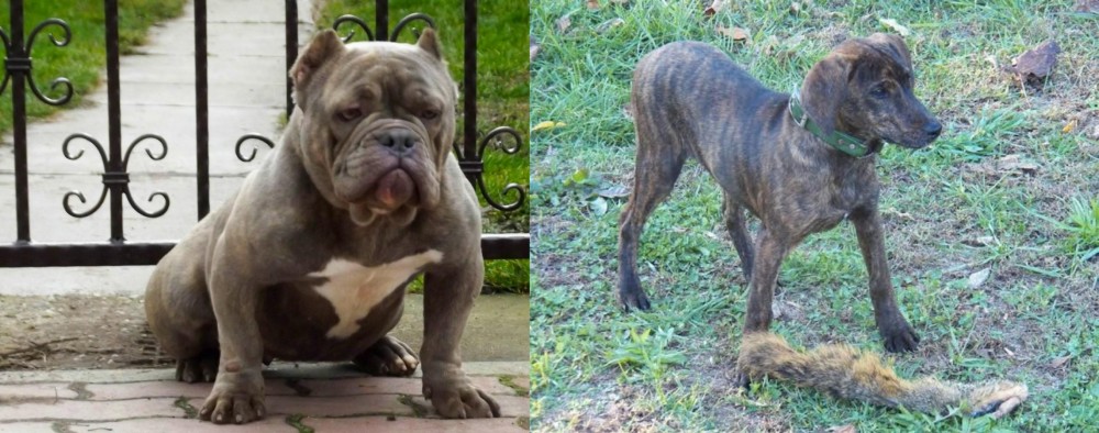 Treeing Cur vs American Bully - Breed Comparison